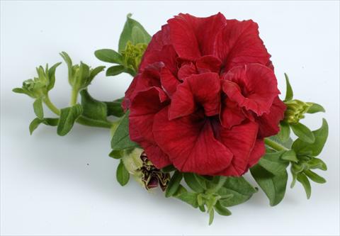 foto van een variëteit aan bloemen, te gebruiken als: Potplant, perkplant, patioplant, korfplant Petunia Surfinia Doulbe® Red®