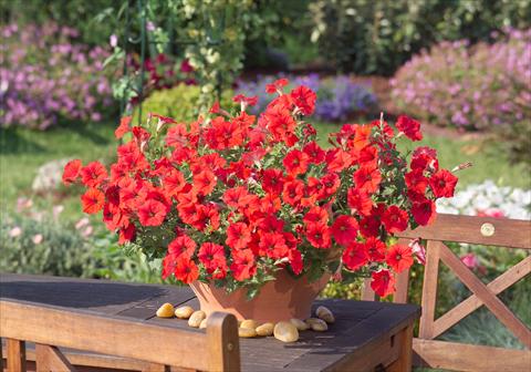 foto van een variëteit aan bloemen, te gebruiken als: Potplant, perkplant, patioplant, korfplant Petunia Surfinia Impulz® Red®