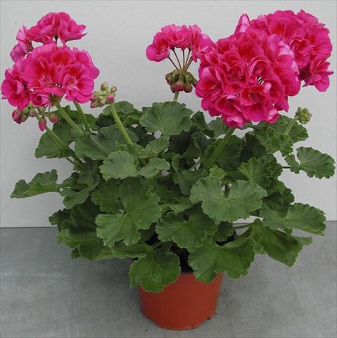 foto van een variëteit aan bloemen, te gebruiken als: Potplant, perkplant, patioplant Pelargonium zonale pac® Flower Fairy Berry®