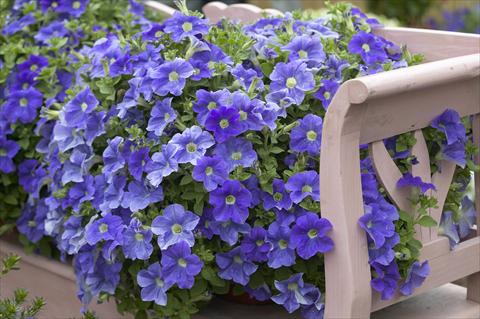 foto van een variëteit aan bloemen, te gebruiken als: Potplant, perkplant, patioplant, korfplant Petunia Surfinia Impulz® Sky Blue Eyes®