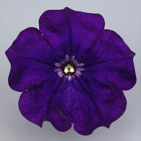 foto van een variëteit aan bloemen, te gebruiken als: Potplant, perkplant, patioplant, korfplant Petunia Surfinia Impulz® Violet®