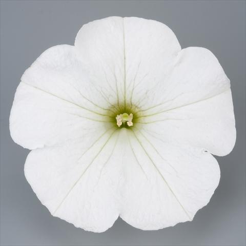 foto van een variëteit aan bloemen, te gebruiken als: Potplant, perkplant, patioplant, korfplant Petunia Surfinia Impulz® White®