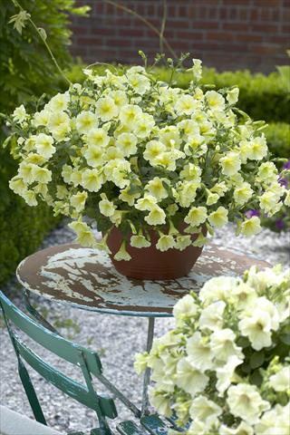 foto van een variëteit aan bloemen, te gebruiken als: Potplant, perkplant, patioplant, korfplant Petunia Surfinia Impulz® Yellow®