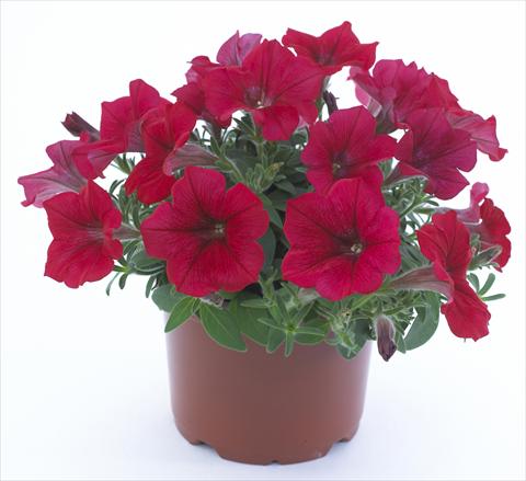 foto van een variëteit aan bloemen, te gebruiken als: Potplant, perkplant, patioplant, korfplant Petunia Surfinia Table® Dark Red®