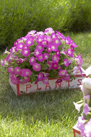 foto van een variëteit aan bloemen, te gebruiken als: Potplant, perkplant, patioplant, korfplant Petunia Surfinia Table® Pink Morn®