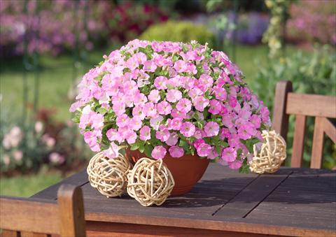 foto van een variëteit aan bloemen, te gebruiken als: Potplant, perkplant, patioplant, korfplant Petunia Surfinia Table® Soft Pink®
