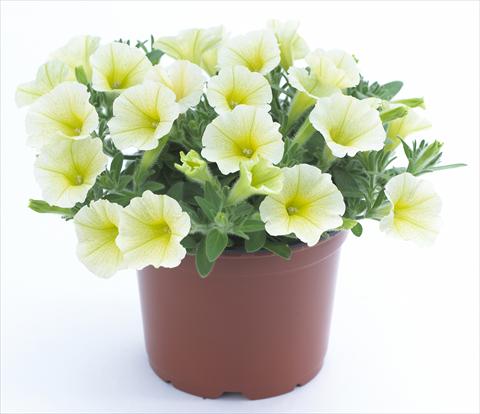 foto van een variëteit aan bloemen, te gebruiken als: Potplant, perkplant, patioplant, korfplant Petunia Surfinia Table® Yellow®