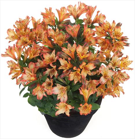 foto van een variëteit aan bloemen, te gebruiken als: Pot - en perkplant Alstroemeria Inticancha® Brice
