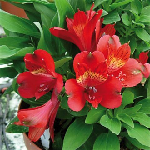 foto van een variëteit aan bloemen, te gebruiken als: Pot - en perkplant Alstroemeria Inticancha® Doba
