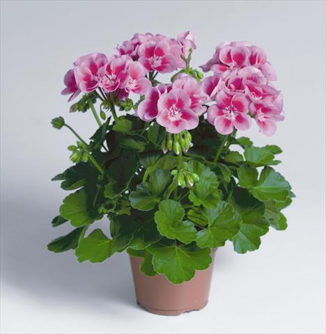 foto van een variëteit aan bloemen, te gebruiken als: Potplant, perkplant, patioplant Pelargonium zonale pac® Flower Fairy Rose®
