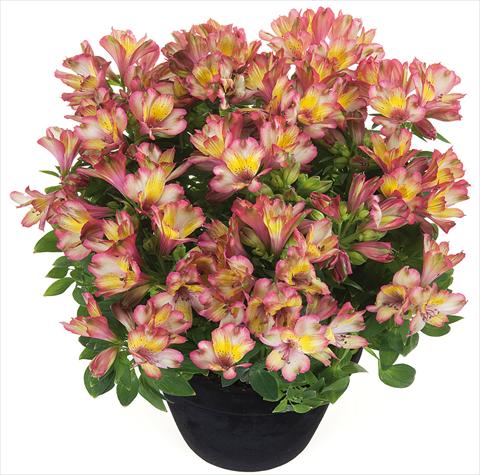 foto van een variëteit aan bloemen, te gebruiken als: Pot - en perkplant Alstroemeria Inticancha® Indian Summer