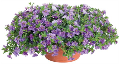 foto van een variëteit aan bloemen, te gebruiken als: Potplant, perkplant, patioplant, korfplant Calibrachoa Lindura® fides® Light Blue