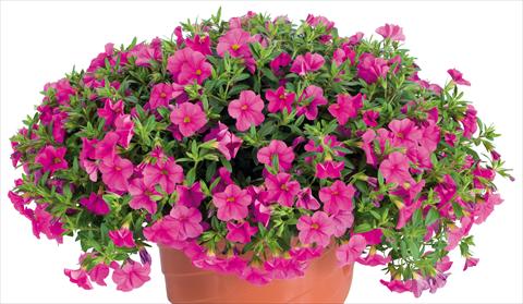 foto van een variëteit aan bloemen, te gebruiken als: Potplant, perkplant, patioplant, korfplant Calibrachoa Lindura® fides® Pink