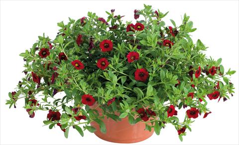 foto van een variëteit aan bloemen, te gebruiken als: Potplant, perkplant, patioplant, korfplant Calibrachoa Lindura® fides® Red
