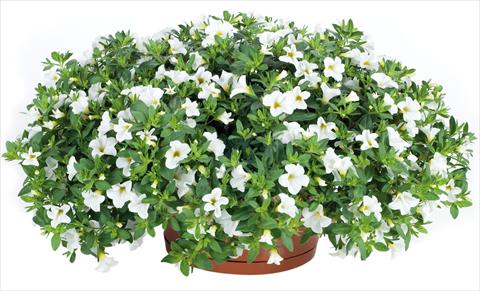 foto van een variëteit aan bloemen, te gebruiken als: Potplant, perkplant, patioplant, korfplant Calibrachoa Lindura® fides® White