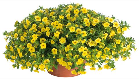 foto van een variëteit aan bloemen, te gebruiken als: Potplant, perkplant, patioplant, korfplant Calibrachoa Lindura® fides® Yellow