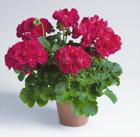 foto van een variëteit aan bloemen, te gebruiken als: Potplant, perkplant, patioplant Pelargonium zonale pac® Foxy