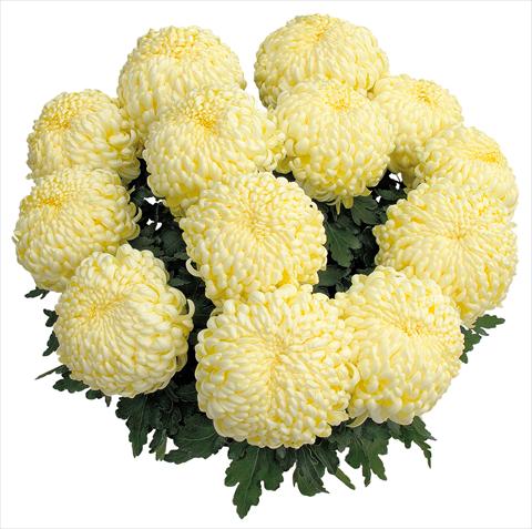 foto van een variëteit aan bloemen, te gebruiken als: Pot - en perkplant Chrysanthemum Komodo Creme