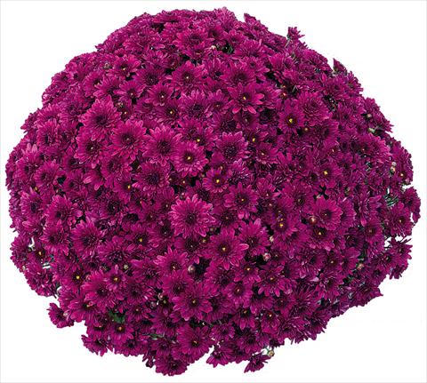 foto van een variëteit aan bloemen, te gebruiken als: Pot - en perkplant Chrysanthemum Korus