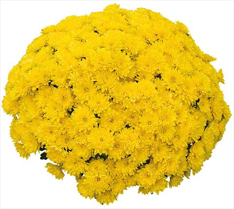 foto van een variëteit aan bloemen, te gebruiken als: Pot - en perkplant Chrysanthemum Mila