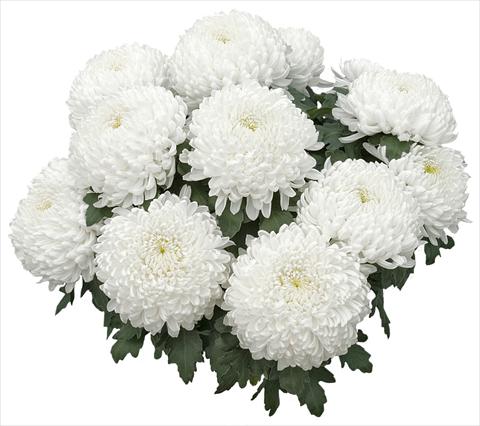 foto van een variëteit aan bloemen, te gebruiken als: Pot - en perkplant Chrysanthemum Nikita