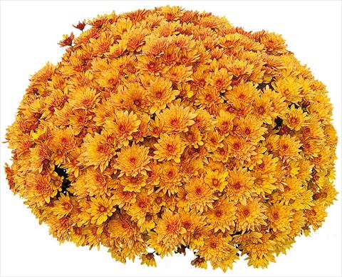 foto van een variëteit aan bloemen, te gebruiken als: Pot - en perkplant Chrysanthemum Pasoa® Miel