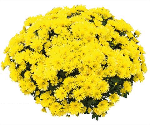 foto van een variëteit aan bloemen, te gebruiken als: Pot - en perkplant Chrysanthemum Vinci Jaune
