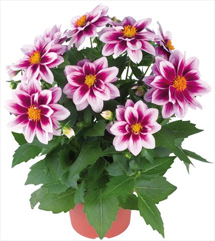 foto van een variëteit aan bloemen, te gebruiken als: Pot - en perkplant Dahlia Dahlinova® fides® Florida