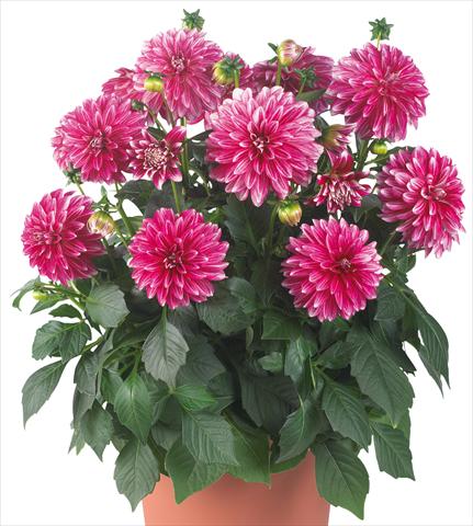 foto van een variëteit aan bloemen, te gebruiken als: Pot - en perkplant Dahlia Dahlinova® Hypnotica fides® Cherish Pink
