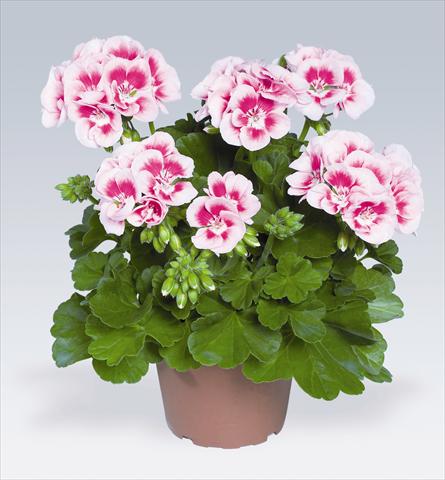 foto van een variëteit aan bloemen, te gebruiken als: Potplant, perkplant, patioplant Pelargonium zonale pac® Flower Fairy White Splash®