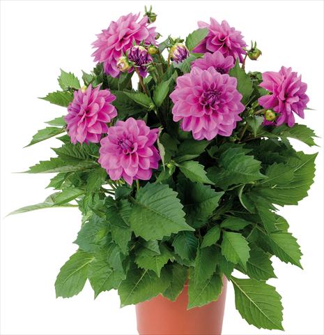 foto van een variëteit aan bloemen, te gebruiken als: Pot - en perkplant Dahlia Dahlinova® Hypnotica fides® Lavender