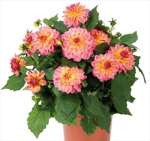 foto van een variëteit aan bloemen, te gebruiken als: Pot - en perkplant Dahlia Dahlinova® Hypnotica fides® Rose Bicolor