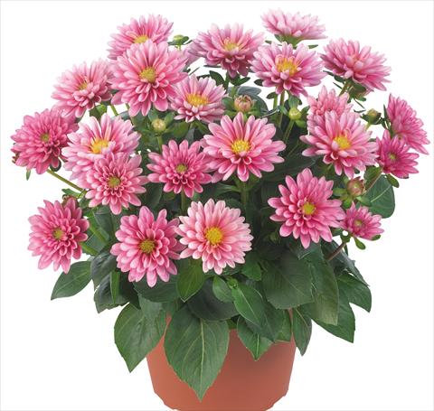 foto van een variëteit aan bloemen, te gebruiken als: Pot - en perkplant Dahlia Dahlinova® Longlife fides® Hudson