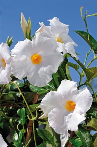 foto van een variëteit aan bloemen, te gebruiken als: Patioplant, potplant Dipladenia Diamantina® Agathe White 501