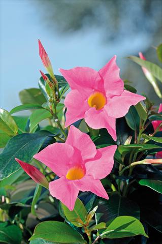 foto van een variëteit aan bloemen, te gebruiken als: Patioplant, potplant Dipladenia Diamantina® Jade Pink 206