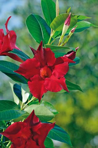 foto van een variëteit aan bloemen, te gebruiken als: Patioplant, potplant Dipladenia Diamantina® Jade Red 205