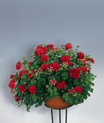 foto van een variëteit aan bloemen, te gebruiken als: Perkplant, patioplant, korfplant Pelargonium peltatum pac® Red Sybil