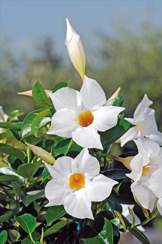 foto van een variëteit aan bloemen, te gebruiken als: Patioplant, potplant Dipladenia Diamantina® Jade White 202