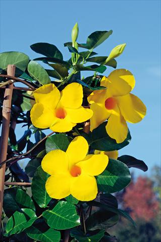 foto van een variëteit aan bloemen, te gebruiken als: Patioplant, potplant Dipladenia Diamantina® Opale Citrine 403