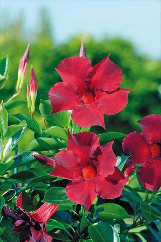 foto van een variëteit aan bloemen, te gebruiken als: Patioplant, potplant Dipladenia Diamantina® Opale Grenat 401