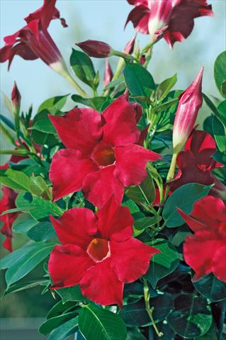 foto van een variëteit aan bloemen, te gebruiken als: Patioplant, potplant Dipladenia Diamantina® Rubis Red 102