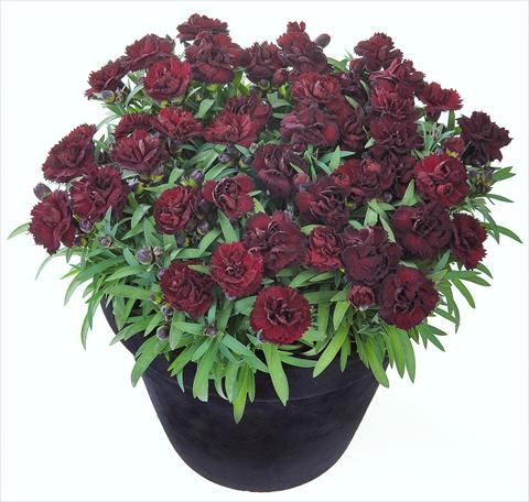foto van een variëteit aan bloemen, te gebruiken als: Korf / Pot Dianthus Sunflor® Black Money