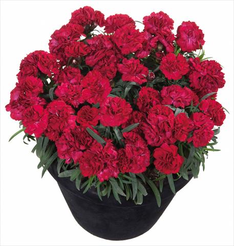 foto van een variëteit aan bloemen, te gebruiken als: Korf / Pot Dianthus Sunflor® Dynamite
