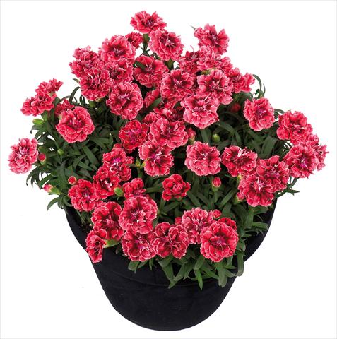 foto van een variëteit aan bloemen, te gebruiken als: Korf / Pot Dianthus Sunflor® Metallica